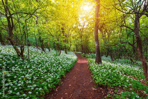 Spring blooming beech forest with beautiful white wild garlic, wild onions (Allium ursinum), garlic flower edible and healthy, Mecsek  middle mountains photo