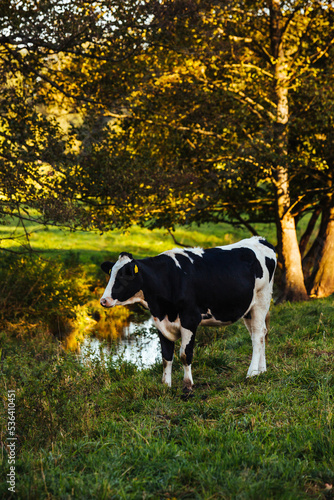 cow in a meadow, white bull on green grass © Slawek