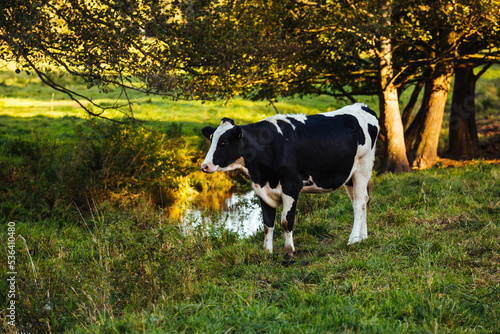 cow in a meadow, white bull on green grass © Slawek