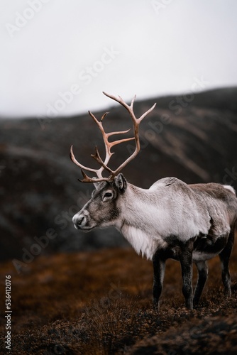 Vertical selective focus of a white Eurasian Tundra Reindeer on the yellow grass, blurred background