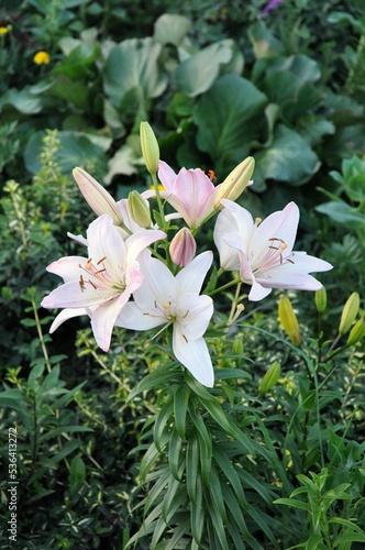 Beautiful white lilies bloom on background of greenery