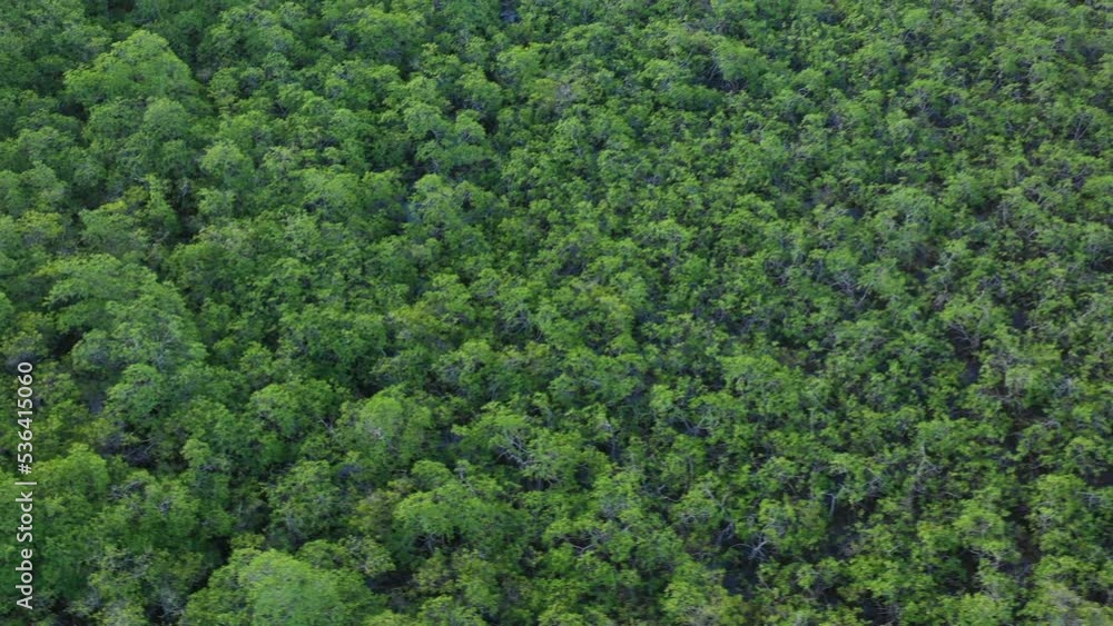 drone flying over the forest and arriving at a beach, global warming drone flying over the forest and arriving at a beach, global warming