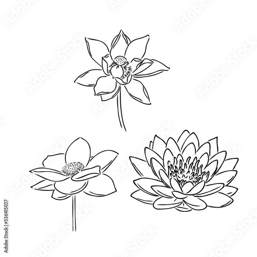 A lotus lily water flower in a vintage woodcut engraved etching style