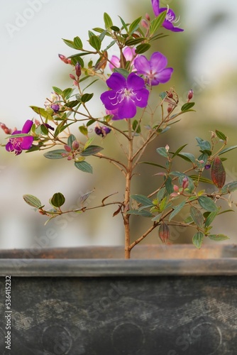 Shallow focus of delicate purple lasiandra flowers growing in a pot photo