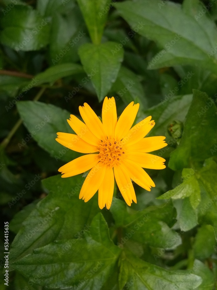yellow flower yellow flower