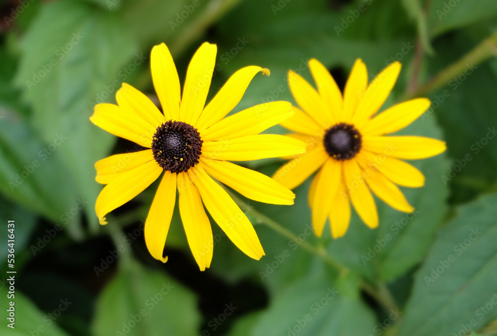 Yellow flowers Black-eyed-Susan (Rudbéckia) in a flower bed in autumn, macro photography, selective focus, horizontal orientation Yellow flowers Black-eyed-Susan (Rudbéckia) in a flower bed in autumn, macro photography, selective focus, horizontal orientation