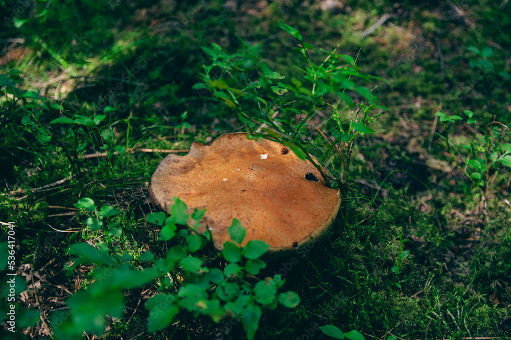 Boletus mushroom growing in leaves, moss in autumn forest Boletus mushroom growing in leaves, moss in autumn forest