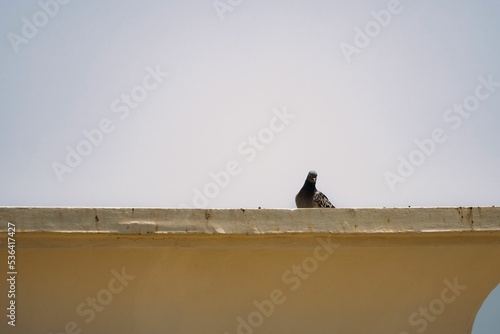 Low-angle of a black feral pigeon on a rooftop with a sky background photo