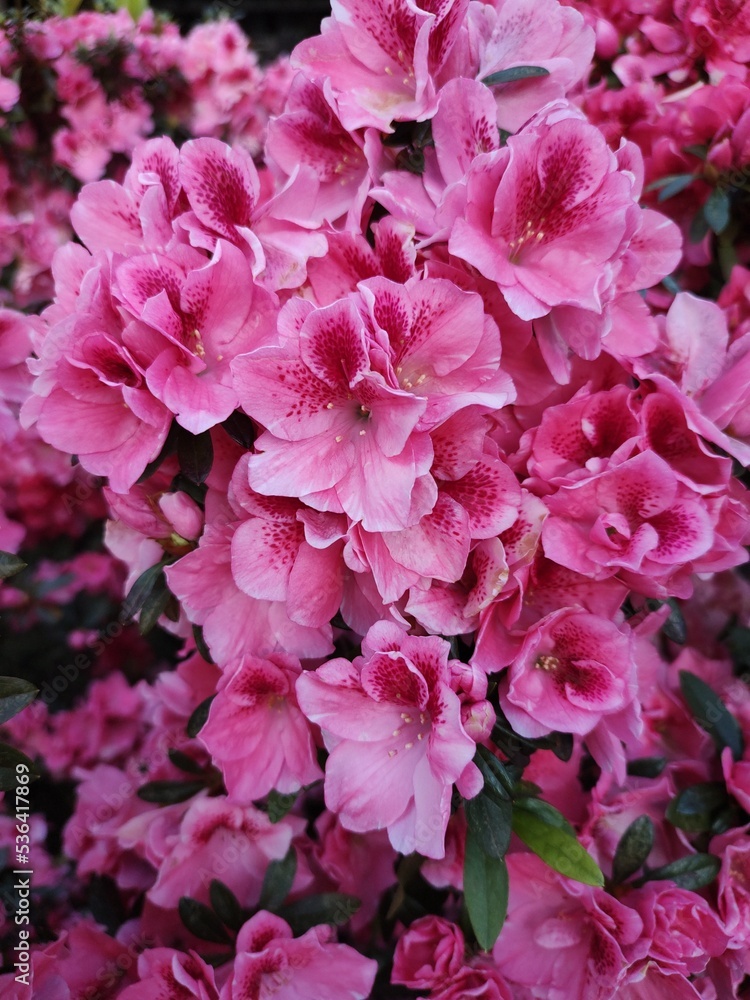 Flores Flores