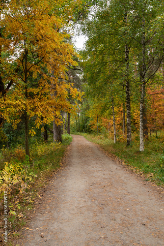 Autumn season forest landscape with maple yellow leaves on the ground. Footpath in the park