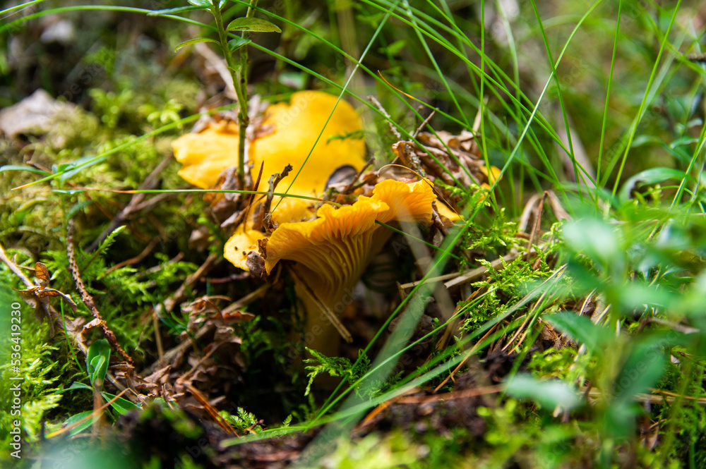 Close up of fresh golden chanterelles in moss wood dirt in forest vegetation. Group of yellow cap edible mushrooms growing among trees in Sweden. Nature scenery of autumn ground, outdoor nature Close up of fresh golden chanterelles in moss wood dirt in forest vegetation. Group of yellow cap edible mushrooms growing among trees in Sweden. Nature scenery of autumn ground, outdoor nature