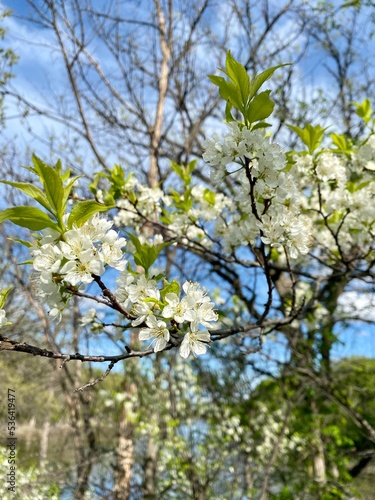 blooming tree © Dakota