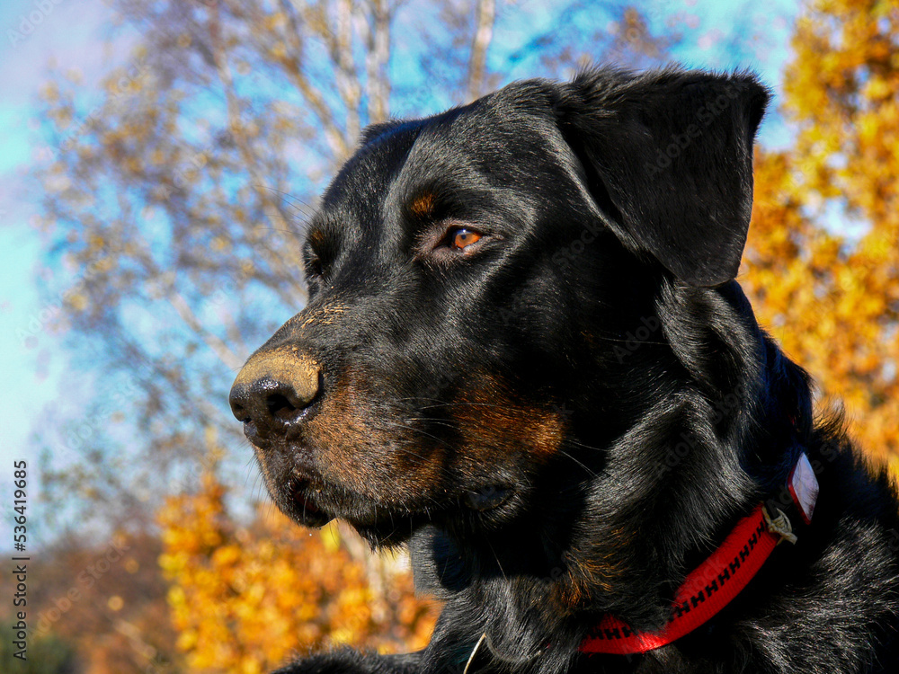 Portrait of a dog: Focus on the head.