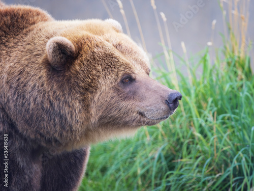 Female Wild Grizzly Summer Wandering