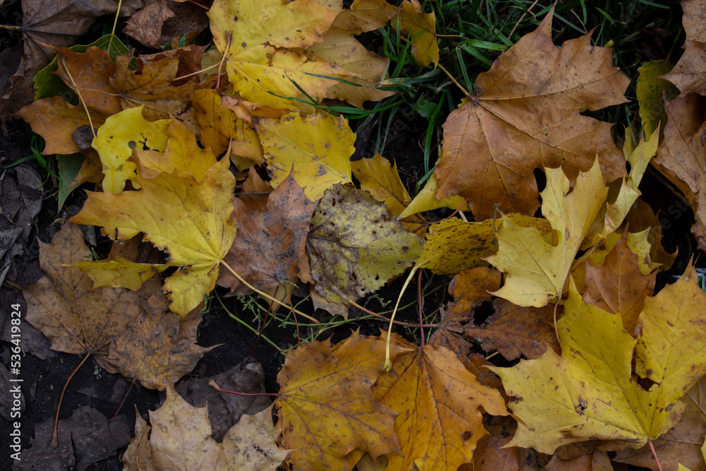 yellow maple leaves. autumn. dry foliage