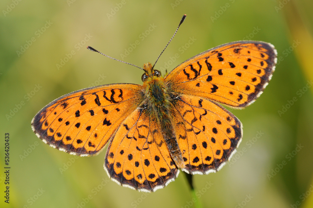Wing upperside view of a Twin-spot Fritillary (Brenthis hecate). Wing upperside view of a Twin-spot Fritillary (Brenthis hecate).
