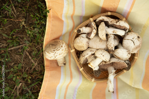 mushrooms in a small wicker basket, on a tablecloth. poisonous mushroom. dangerous products. mushroom growing. The yellow-stainer, Agaricus xanthodermus. photo