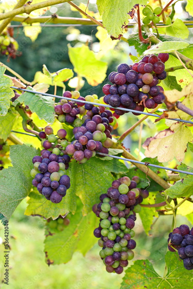 Ripe grapes in a vineyard, ready to be collected and produced into wine