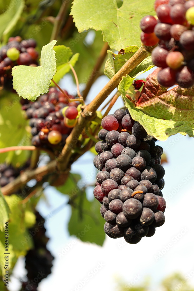Ripe grapes in a vineyard, ready to be collected and produced into wine Ripe grapes in a vineyard, ready to be collected and produced into wine