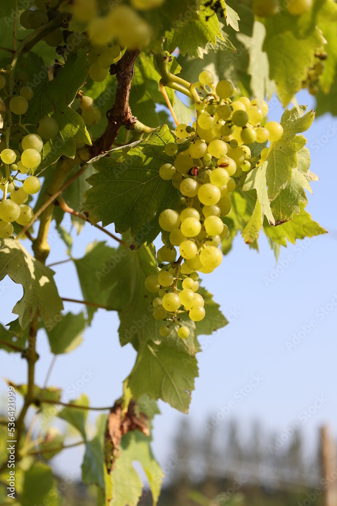 Fototapeta premium Ripe grapes in a vineyard, ready to be collected and produced into wine