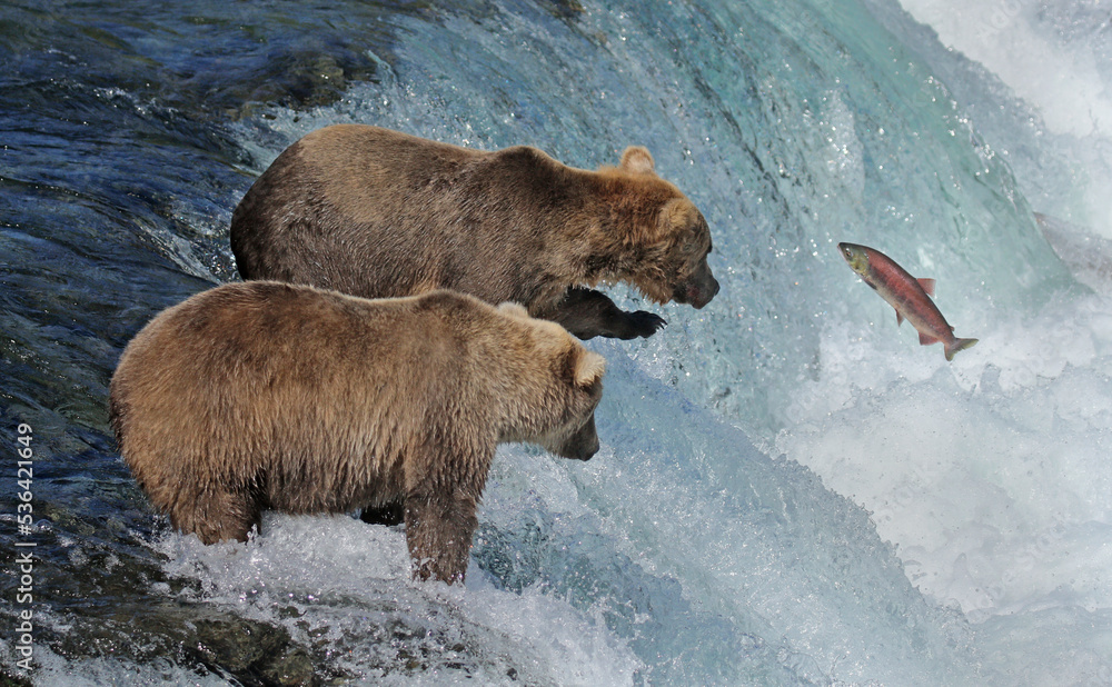 Grizzly Bears and Salmon Grizzly Bears and Salmon