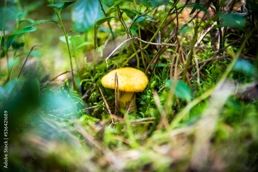 Close up of fresh golden chanterelles in moss wood dirt in forest vegetation. Group of yellow cap edible mushrooms growing among trees in Sweden. Nature scenery of autumn ground, outdoor nature Close up of fresh golden chanterelles in moss wood dirt in forest vegetation. Group of yellow cap edible mushrooms growing among trees in Sweden. Nature scenery of autumn ground, outdoor nature