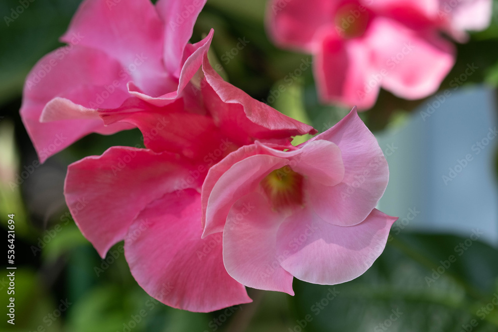 Obraz premium Pink Flower