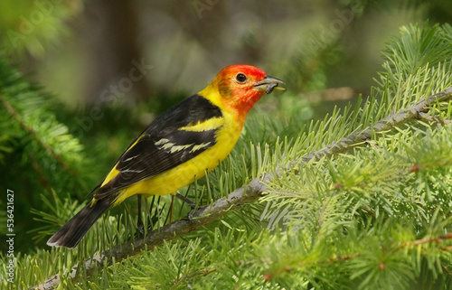 Western Tanager Male © David