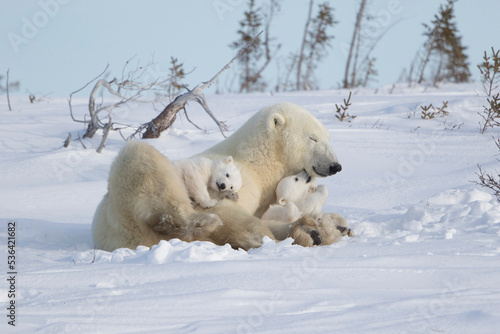 Polar Bear Family Love