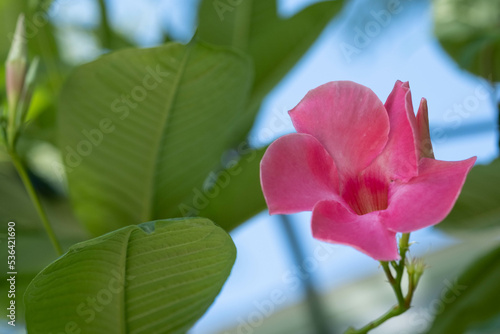 Pink Flower