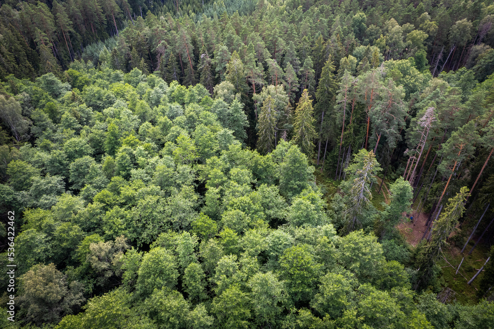 Drone aerial shot of green pine forests and spring birch groves with beautiful texture of golden treetops. Sunrise in springtime. Sun rays breaking through trees in mountains in golden time Drone aerial shot of green pine forests and spring birch groves with beautiful texture of golden treetops. Sunrise in springtime. Sun rays breaking through trees in mountains in golden time