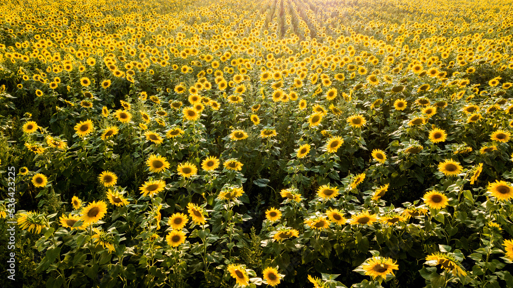 Obraz premium Sonnenblumenfeld 