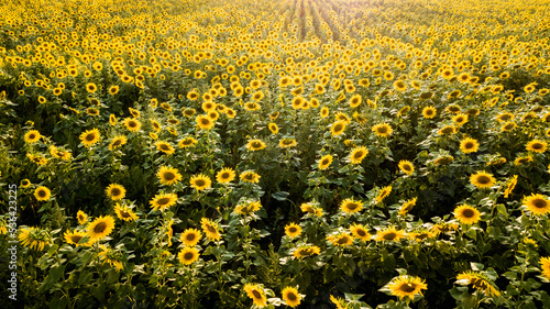 Sonnenblumenfeld 