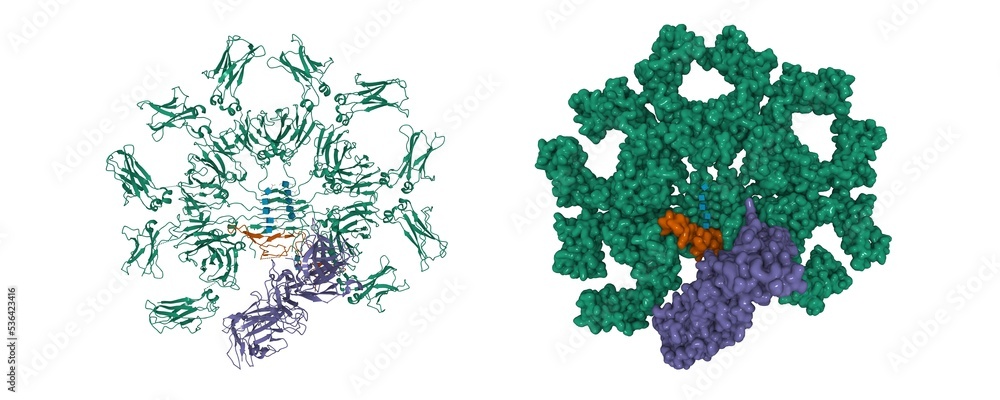 Cryo-EM structure of human IgM-Fc (green) in complex with the J chain (brown) and the ectodomain of pIgR (violet). 3D cartoon and Gaussian surface models, PDB 6kxs, white background
