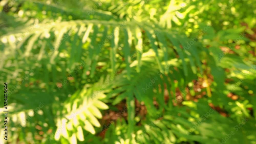 Ferns in a sunny, Autumn forest panning up to an ancient ruin Ferns in a sunny, Autumn forest panning up to an ancient ruin