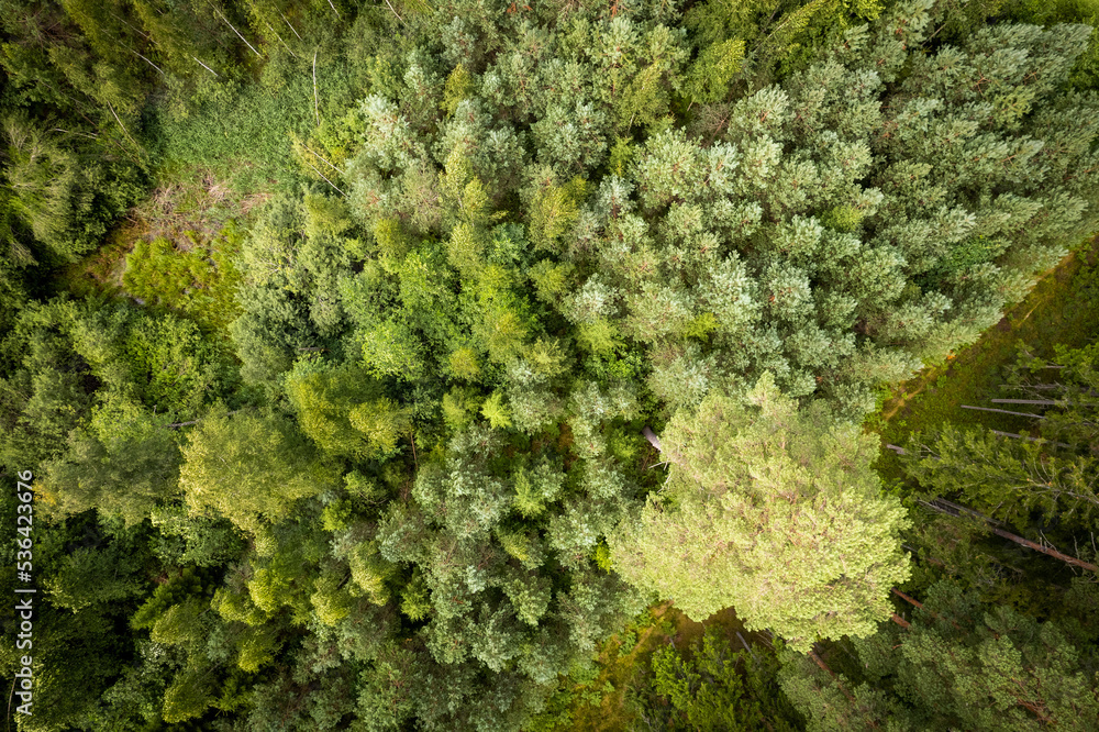 Naklejka premium Drone aerial shot of green pine forests and spring birch groves with beautiful texture of golden treetops. Sunrise in springtime. Sun rays breaking through trees in mountains in golden time