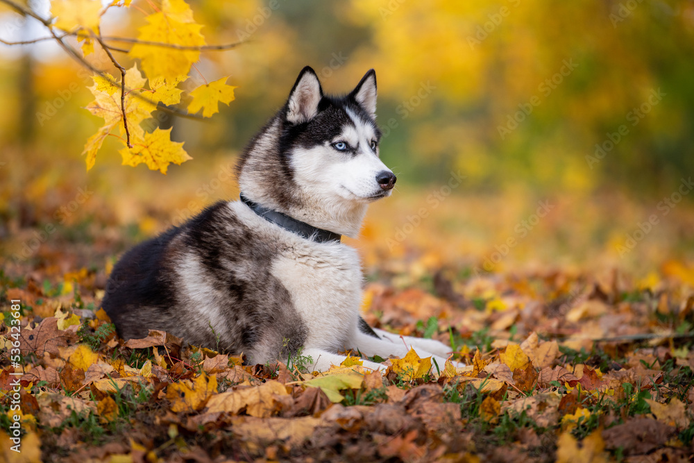 Obraz premium The blue-eyed Siberian Husky lying in the yellow leaves