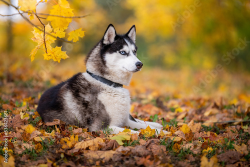 The blue-eyed Siberian Husky lying in the yellow leaves