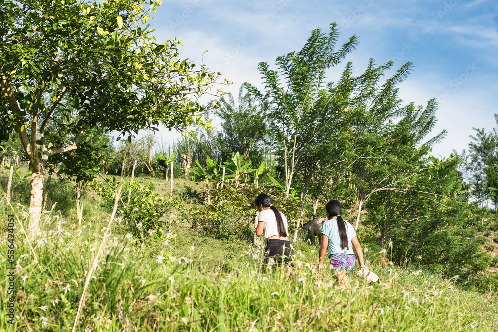 two latin peasant girls walking up a mountainside to carry an errand. young women walking alone in a grass field on a colombian farm. girls from the escopetera and pirza indigenous reserve. two latin peasant girls walking up a mountainside to carry an errand. young women walking alone in a grass field on a colombian farm. girls from the escopetera and pirza indigenous reserve.