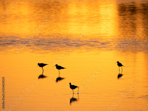 Silueta de aves sobre fondo dorado en la puesta de sol.
