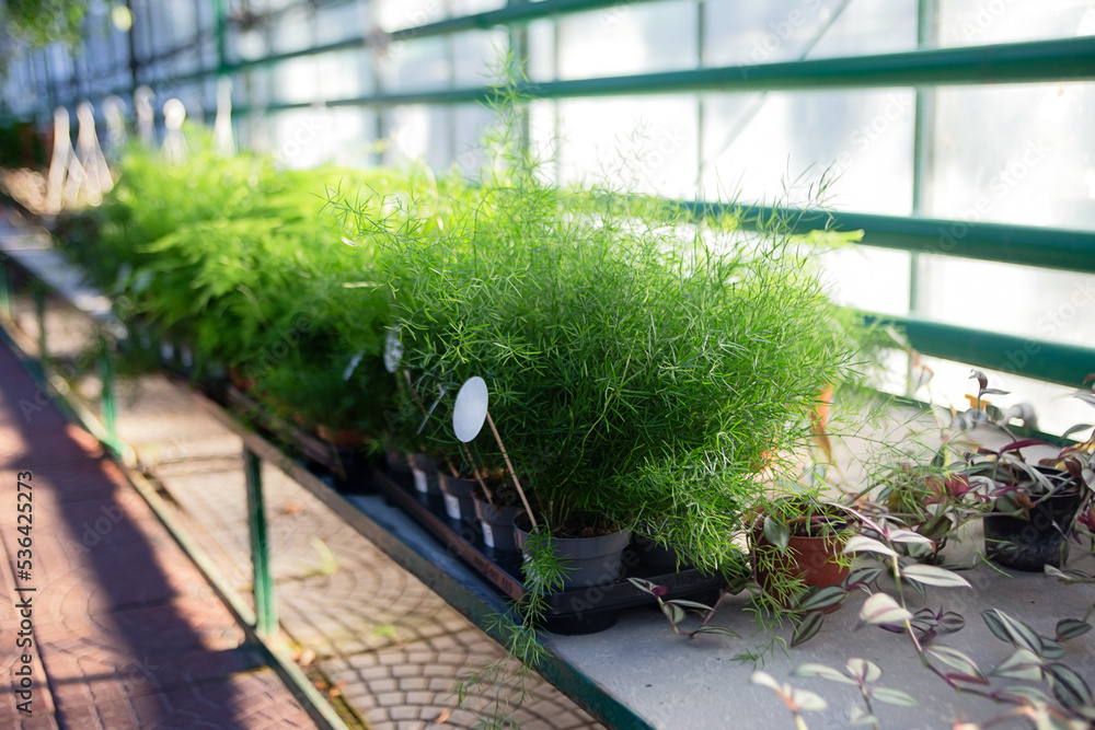 Group of cyperuses in the pots,greenhouse shopping. Group of cyperuses in the pots,greenhouse shopping.