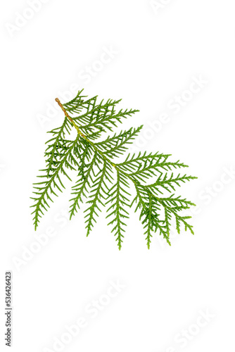 Green thuja Foliage Fragment isolated on a white background. The plant is used in the garden and medicine.