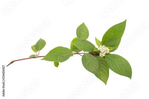 Cornus alba branch with green leaves and flowers isolated on a white background. Summer view. photo