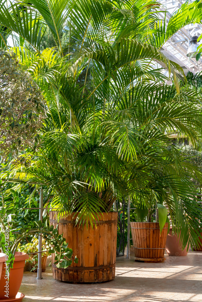 Winter Garden with evergreen plants, palm in wooden pots