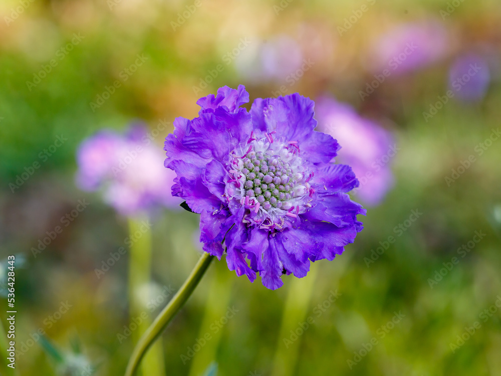 Blue Scabiosa caucasica sort Deep Blue in garden close up Blue Scabiosa caucasica sort Deep Blue in garden close up