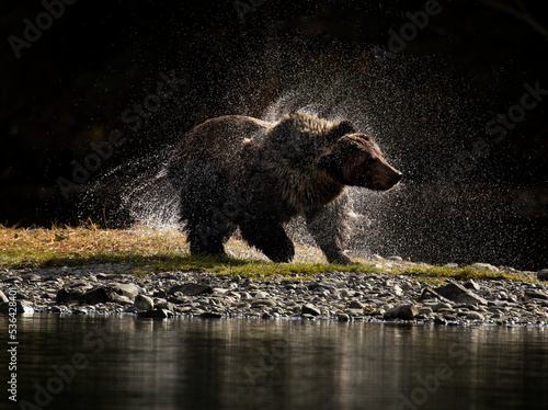 Backlit Grizzly Shake