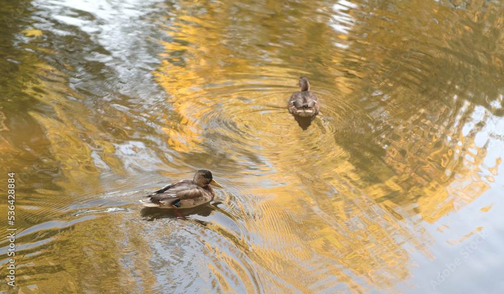 Wild ducks swimming in lake. Waterfowls on wavy water. Full frame.