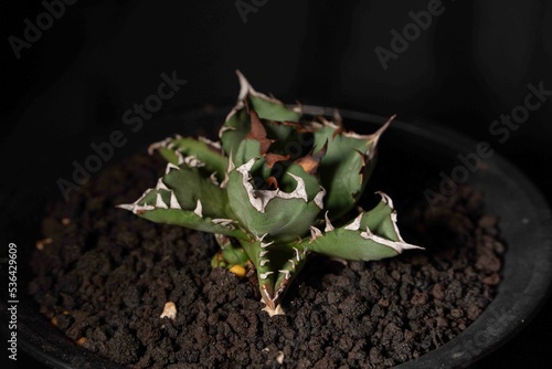 Closeup of Agave potatorum plant in a pot with a black background photo