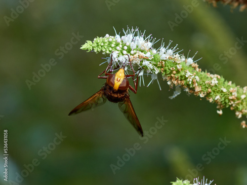 Hornet Mimic Hover Fly. Volucella zonaria. 