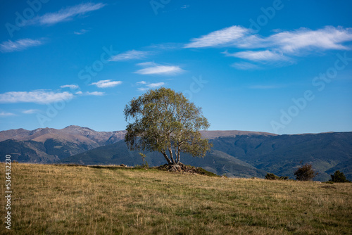 tree in the mountains